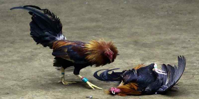 Hình thức cược đá gà Thomo phổ biến