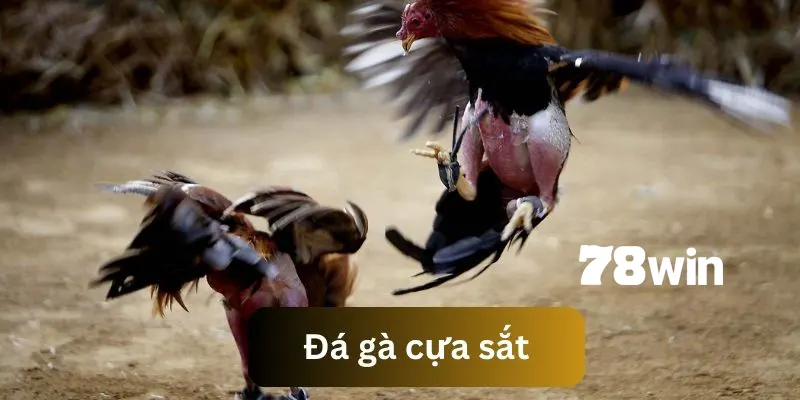 đá gà cựa sắt