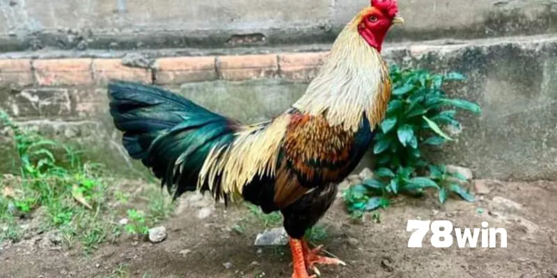 Tips tham gia chọi kê chuối mọi người cần biết